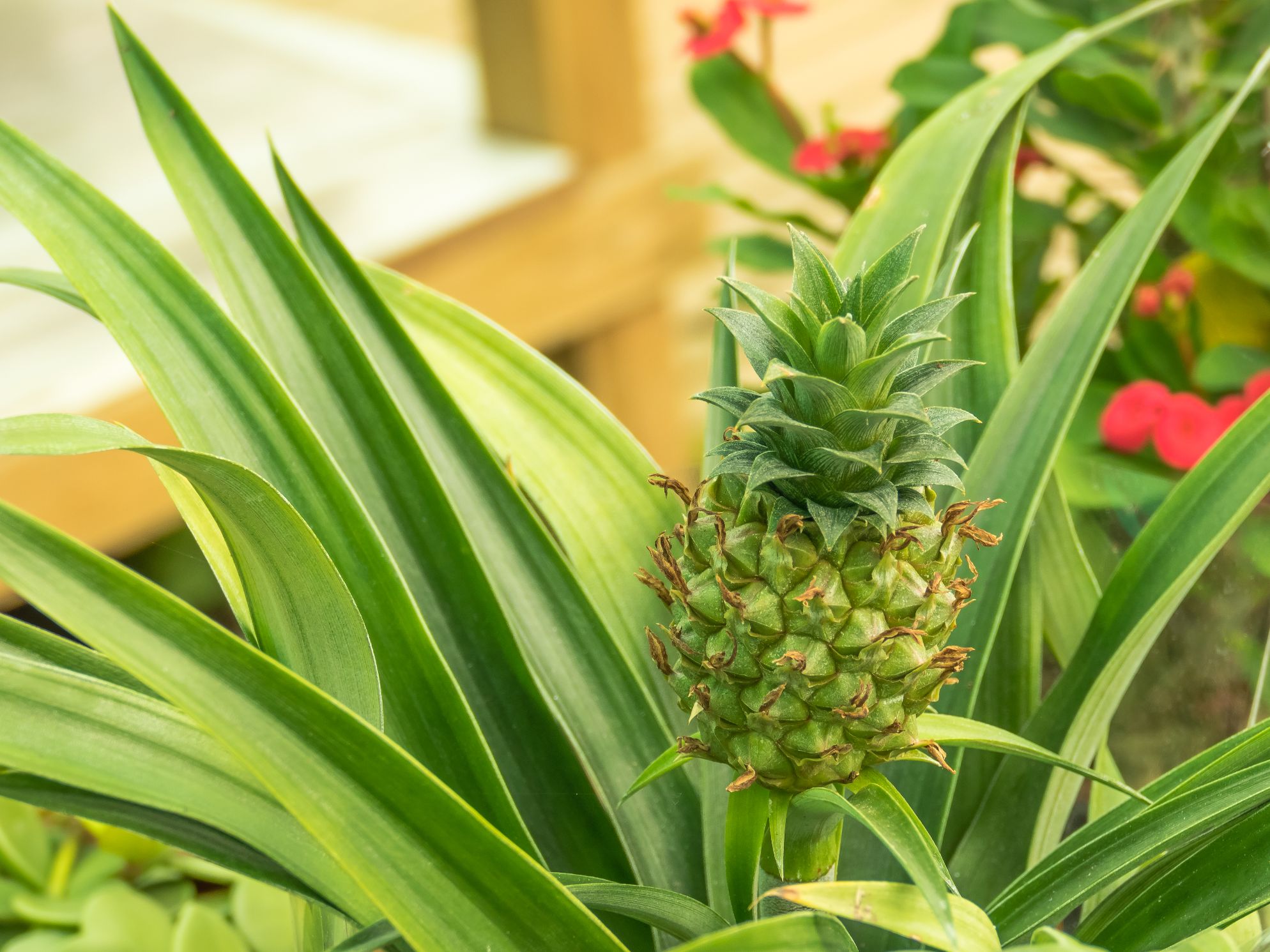 fruct ananas de apartament