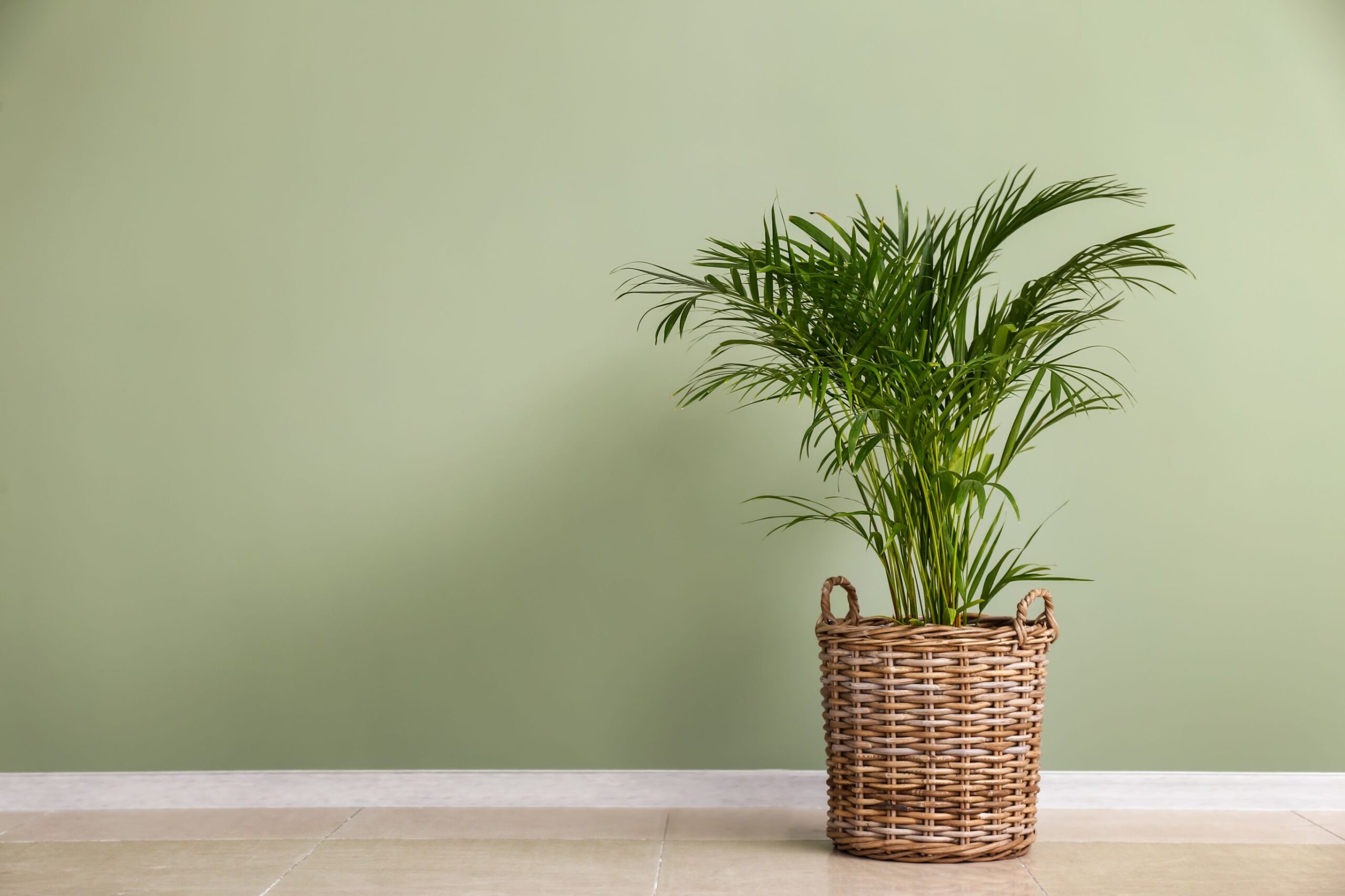 palmier areca
