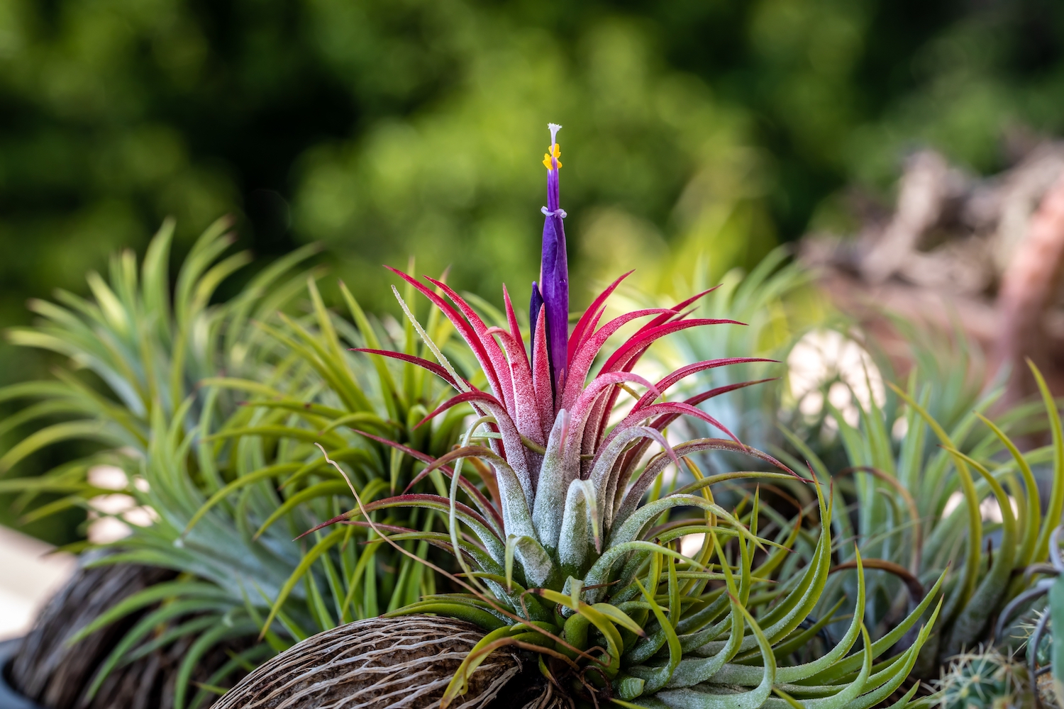 tillandsia