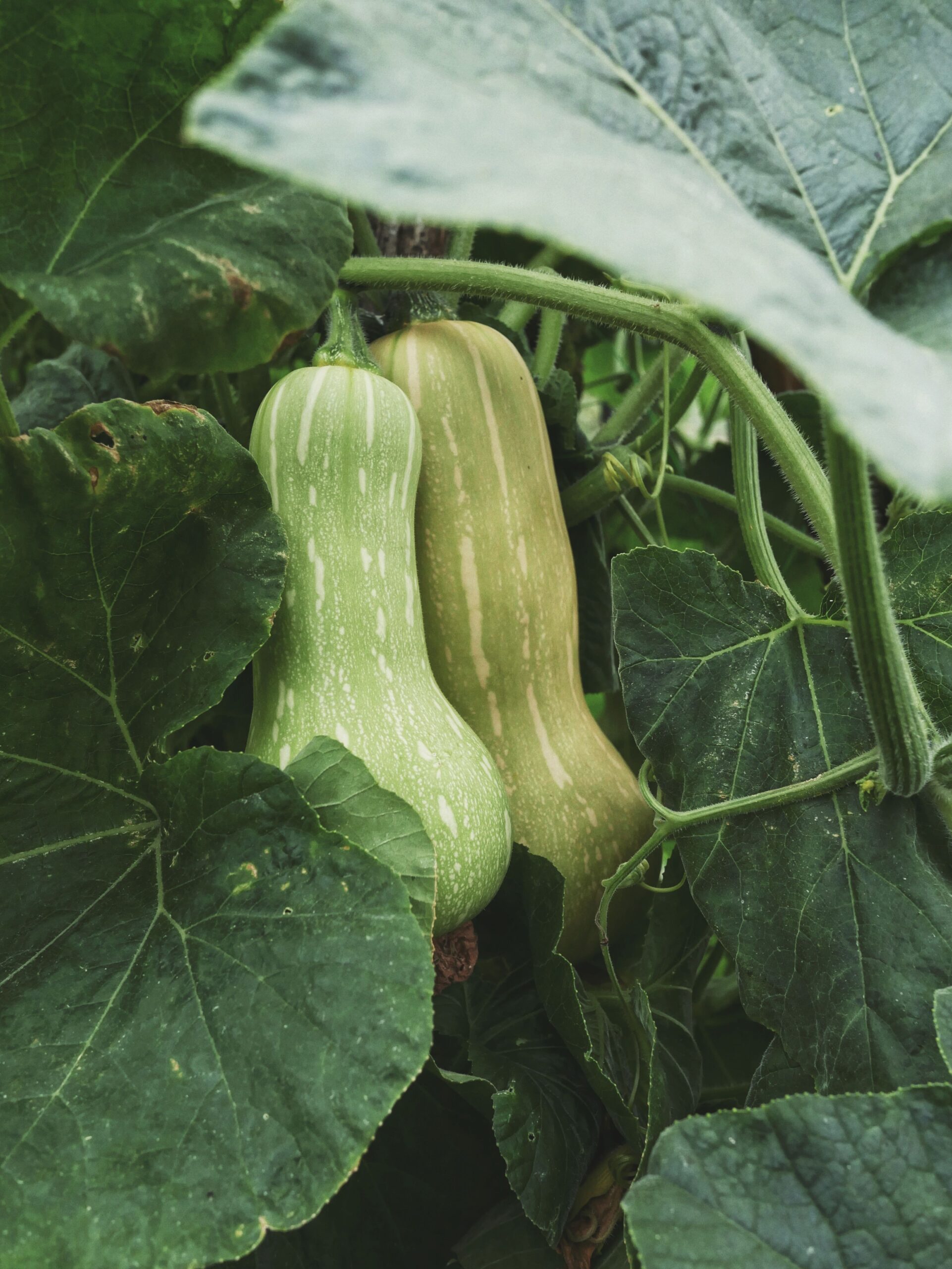 cultivarea grădinii dovleci placintari 