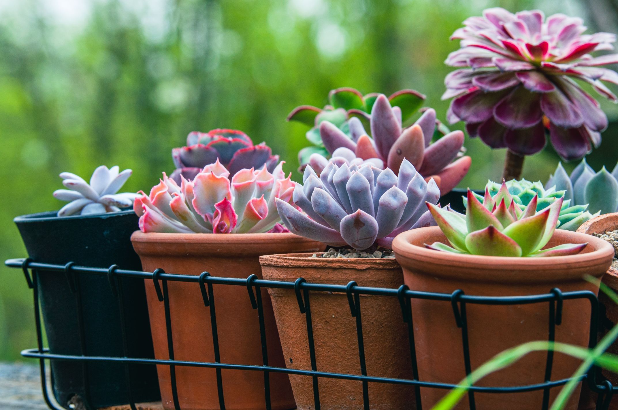echeveria culori