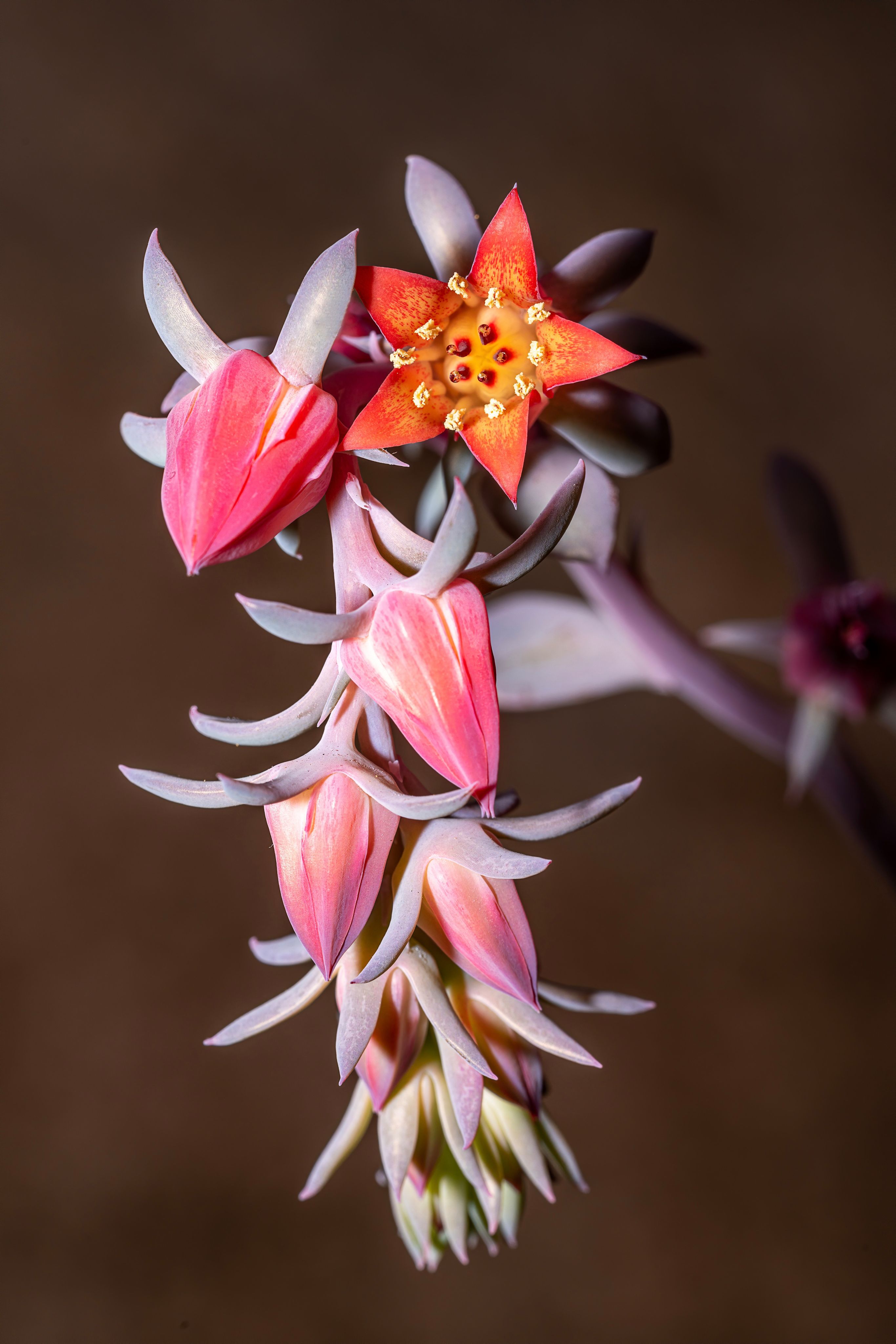 flori echeveria