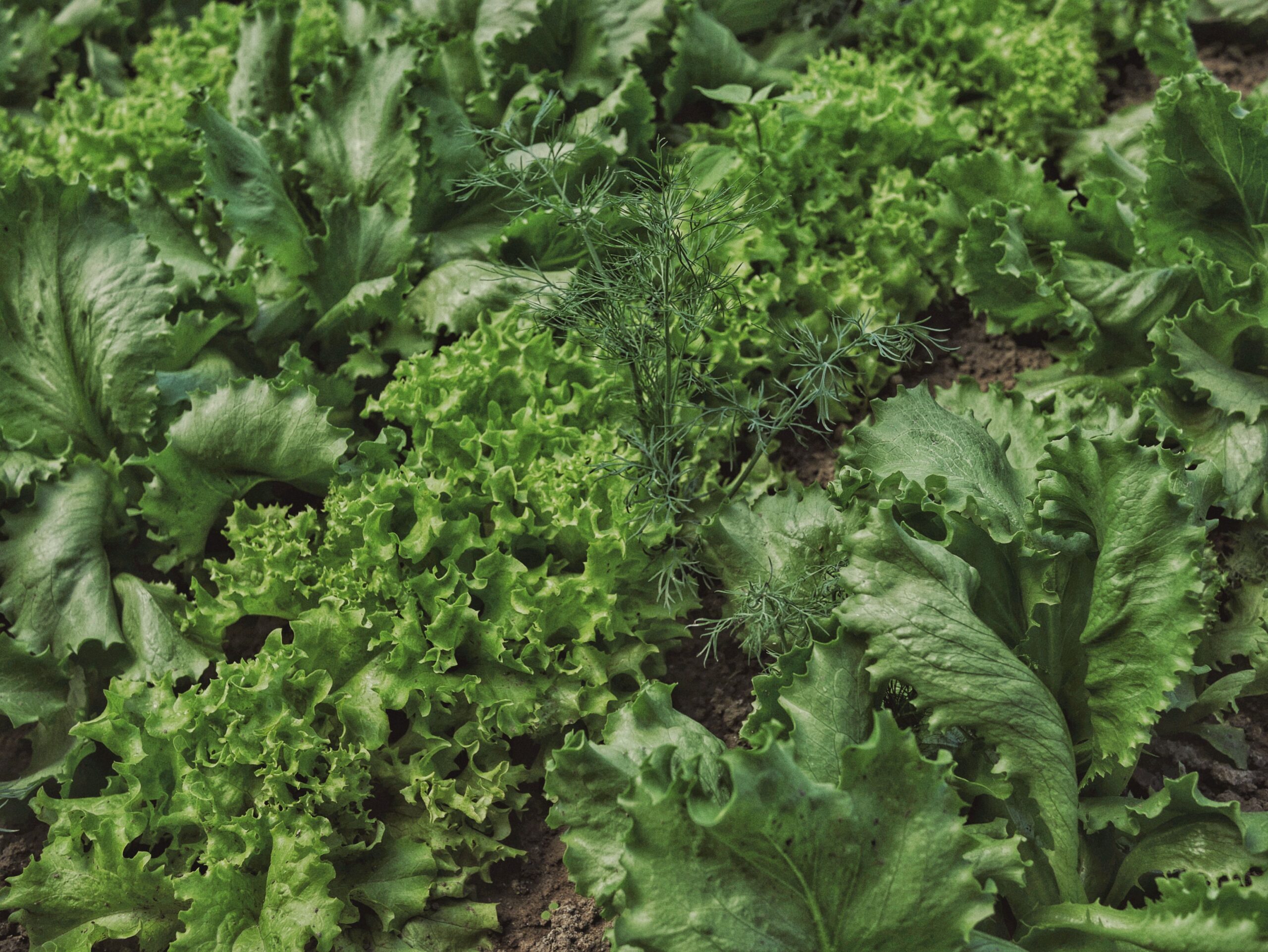 cultivarea grădinii salataă verde