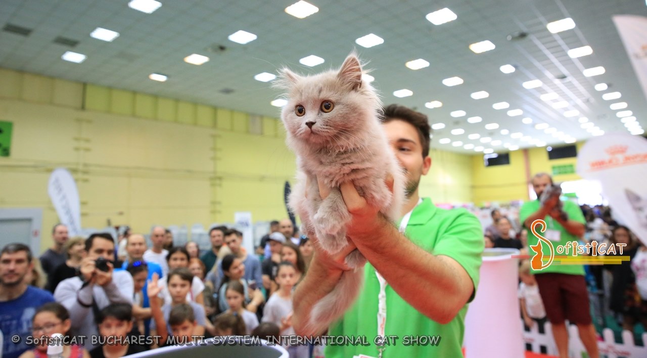 salonul sofisticat facebook