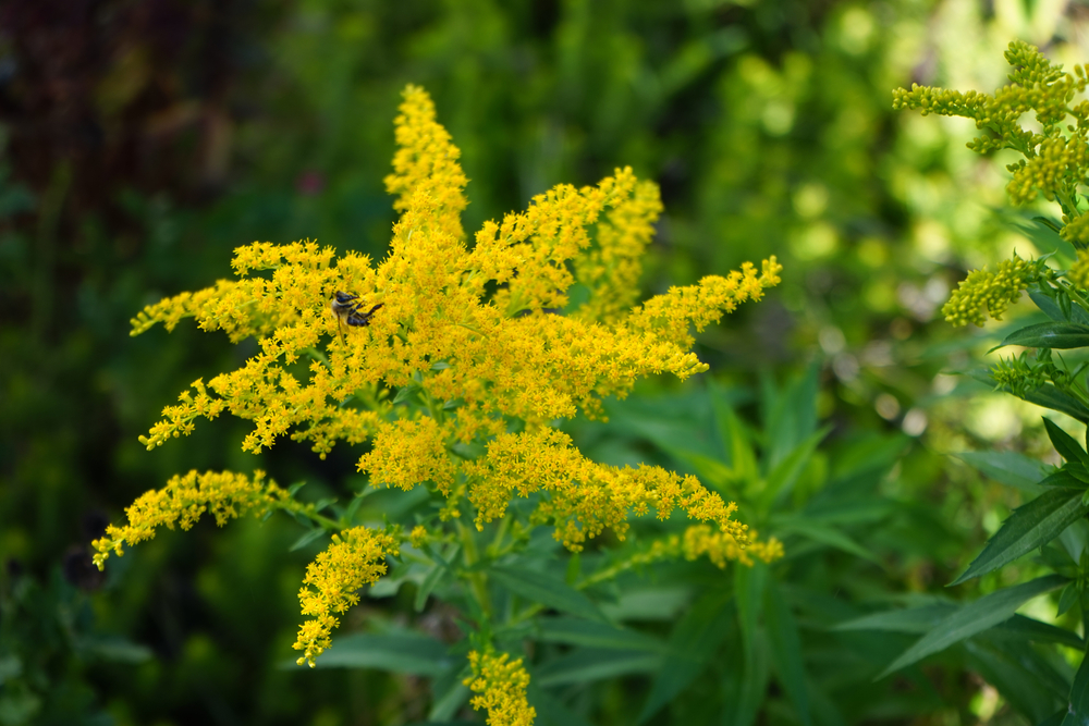 solidago plante care înfloresc toamna