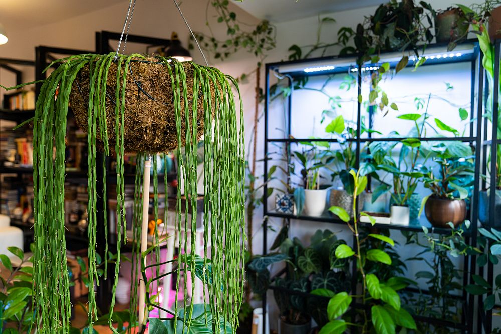 plant collector specii