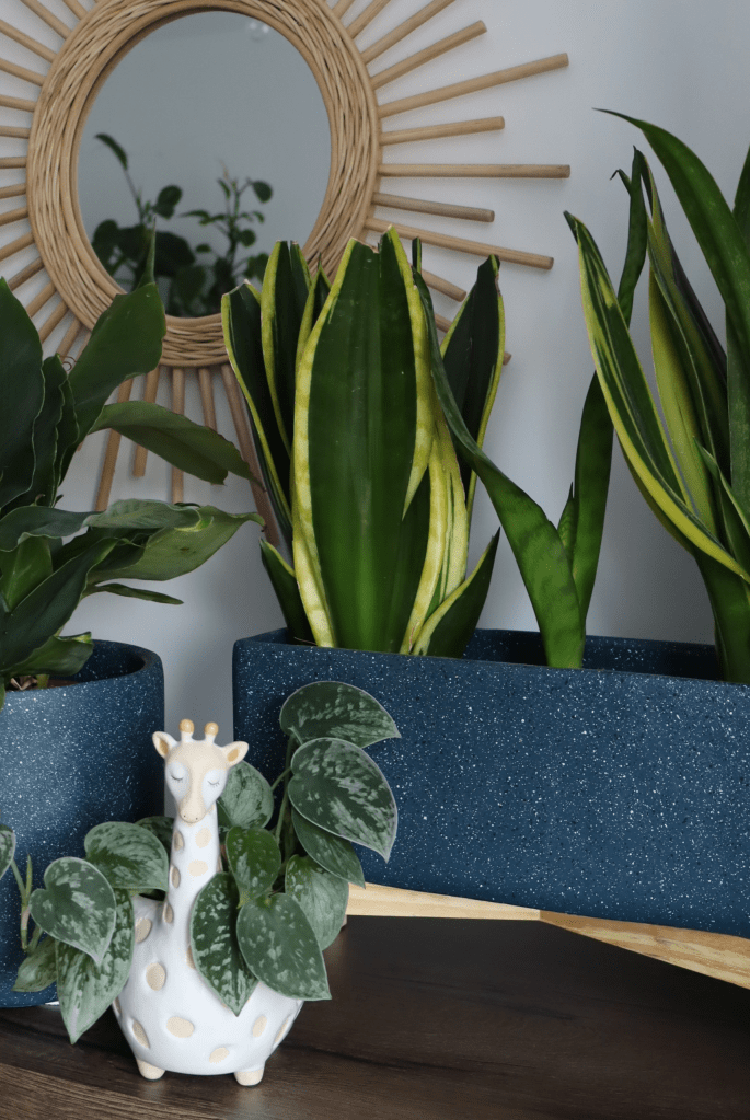 îngrijirea plantelor de apartament