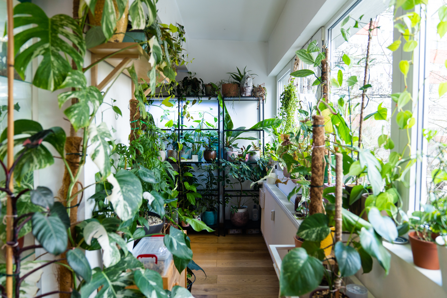 plante apartament