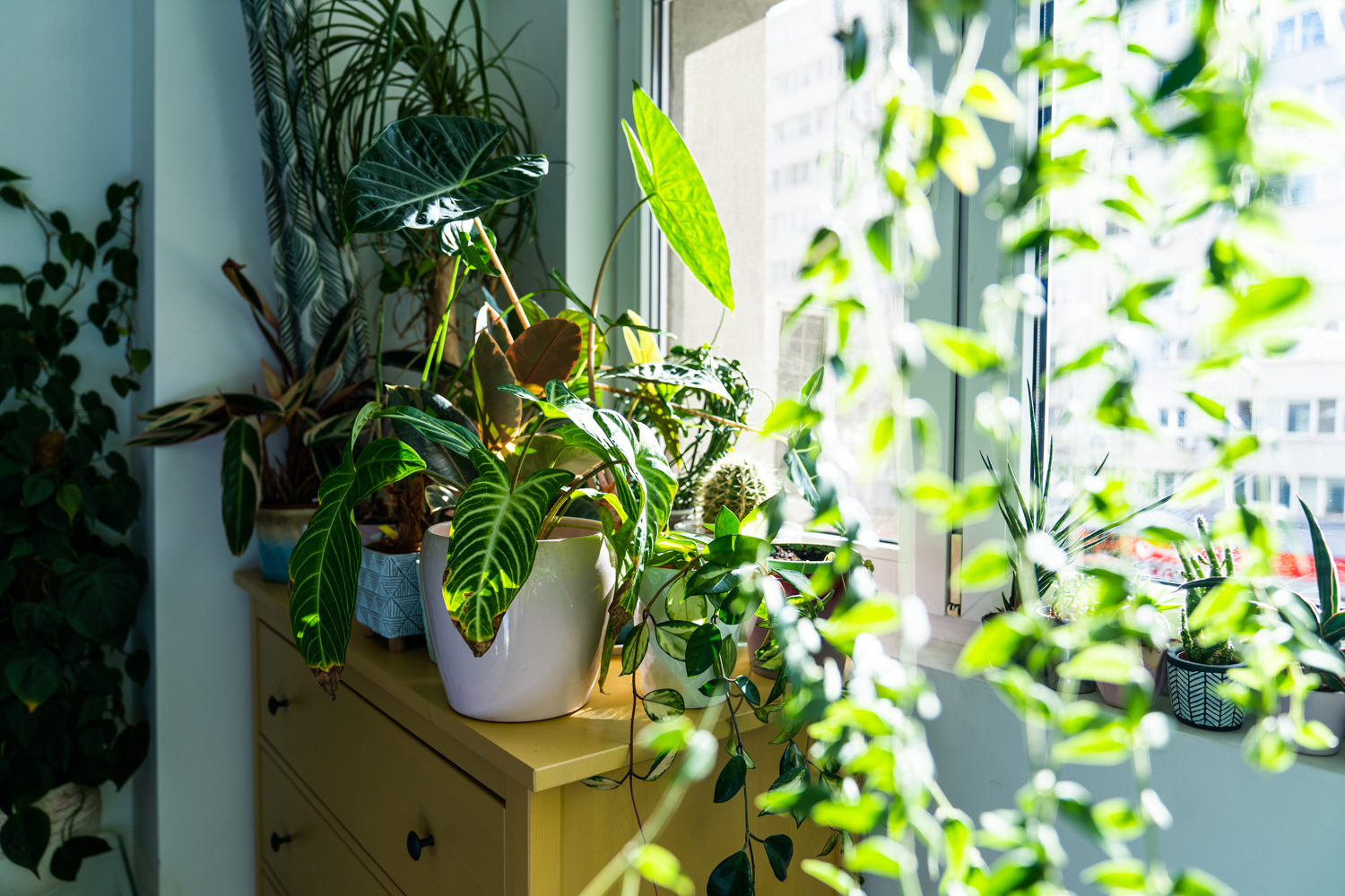 plante apartament bucuresti diana pop