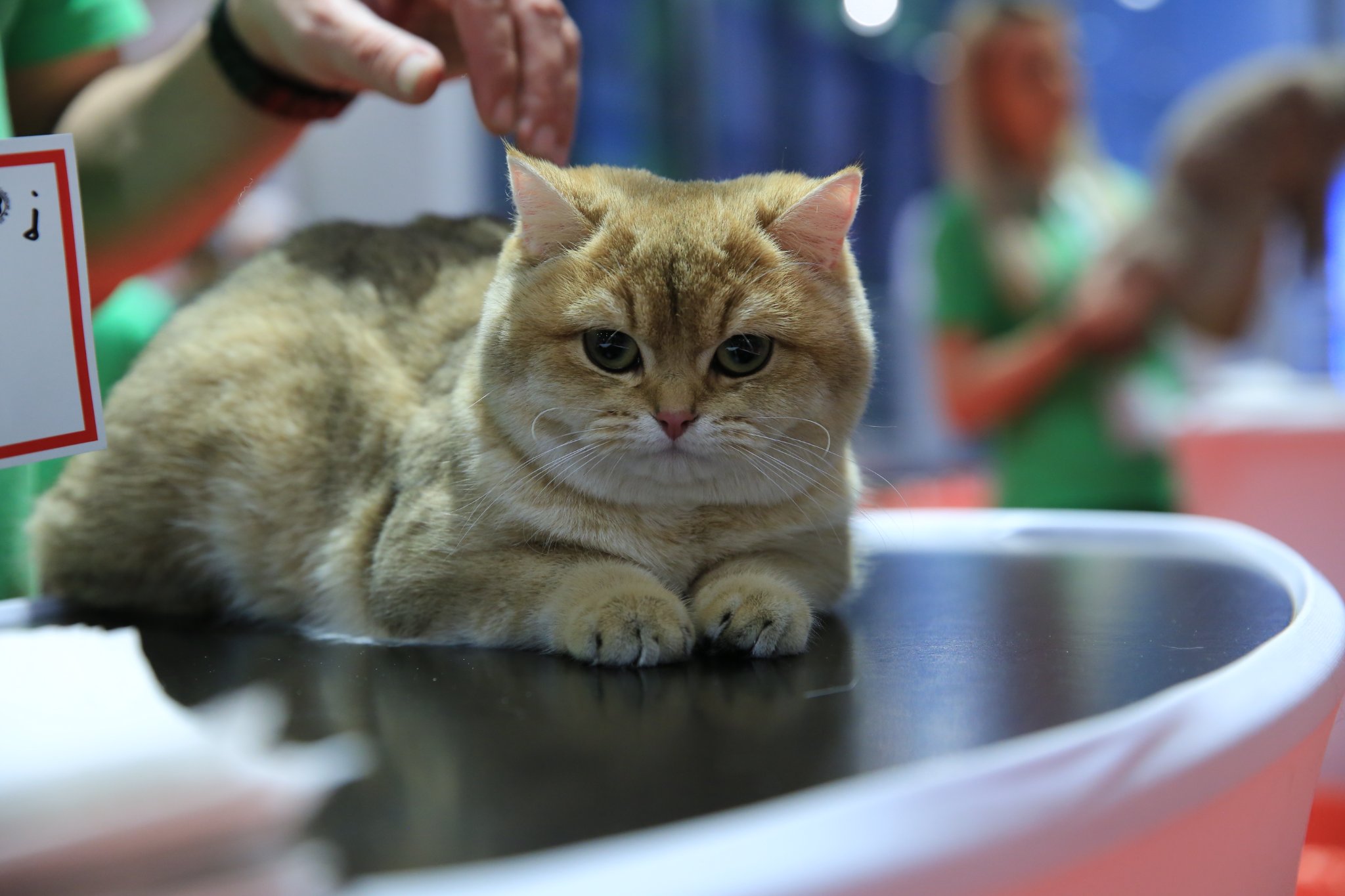 Salonul Felin Internaţional Bucureşti