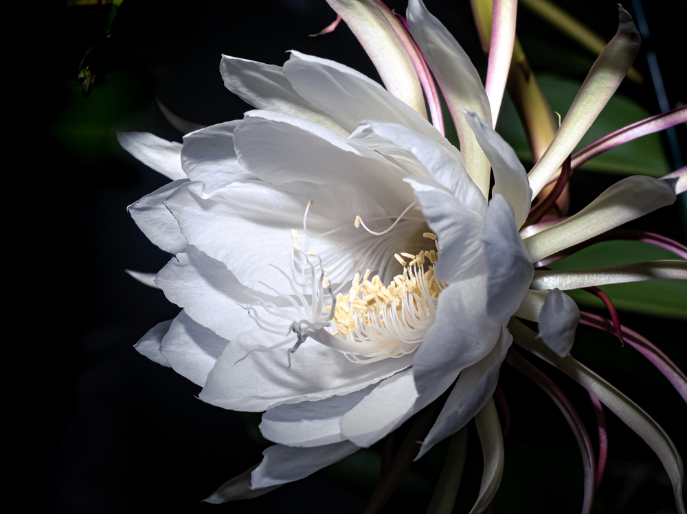 regina noptii