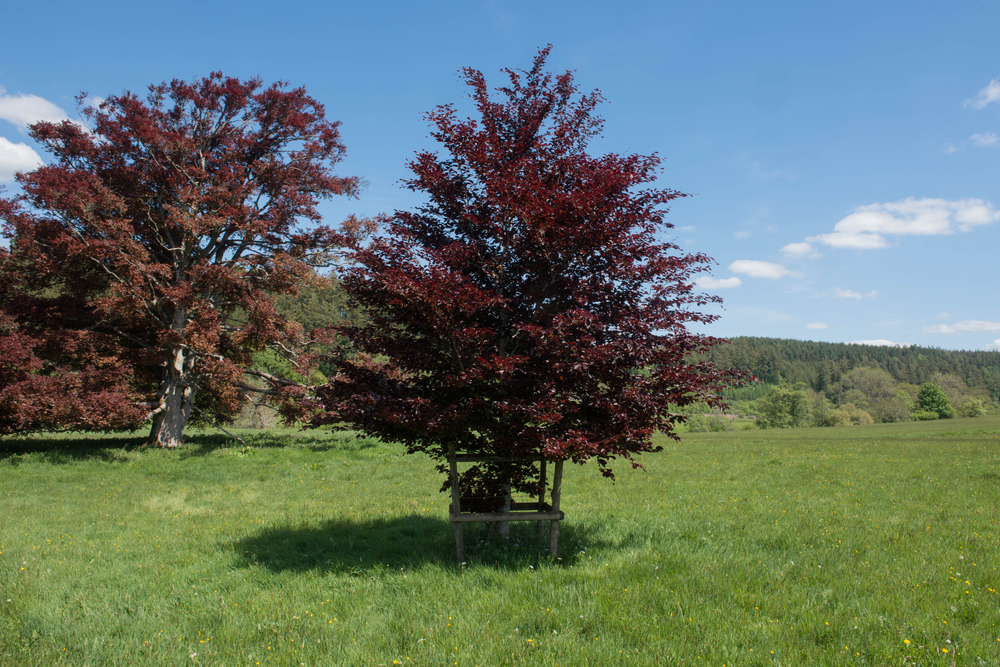 copaci cu frunze roșii Fagus Sylvatica Purpurea)