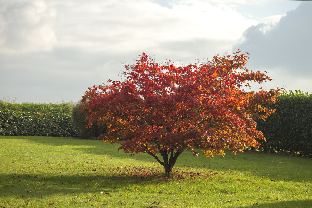 copaci cu frunze roșii Acer Palmatum