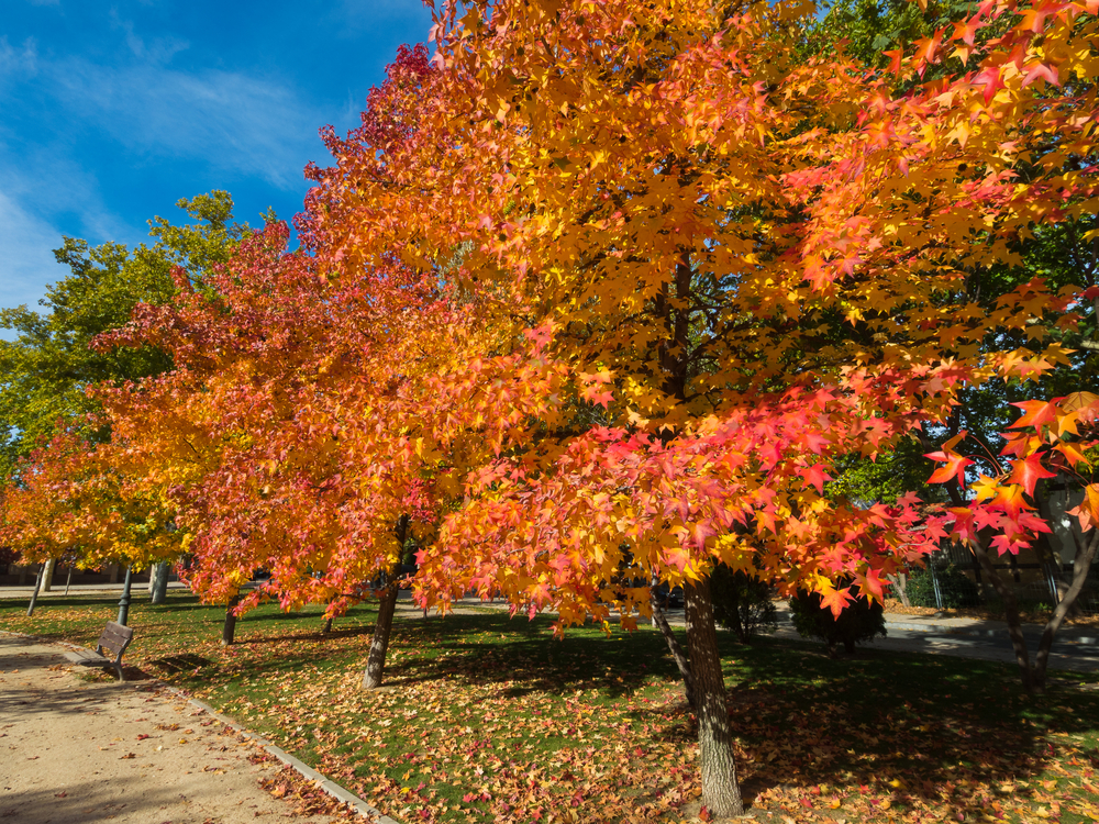 copaci cu frunze roșii Liquidambar