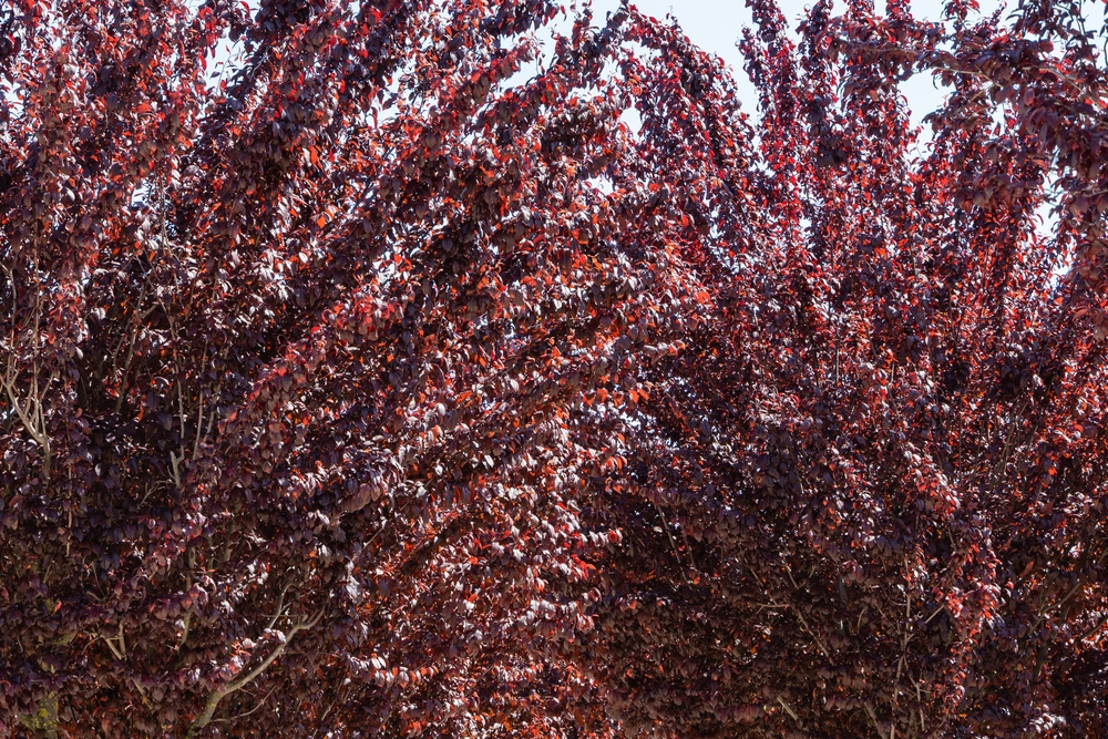 copaci cu frunze roșii Prunus Cerasifera