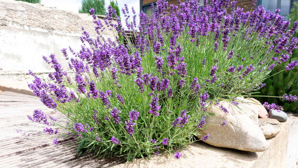lavanda flori