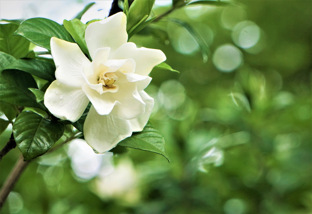 cele mai parfumate flori de gradina gardenia