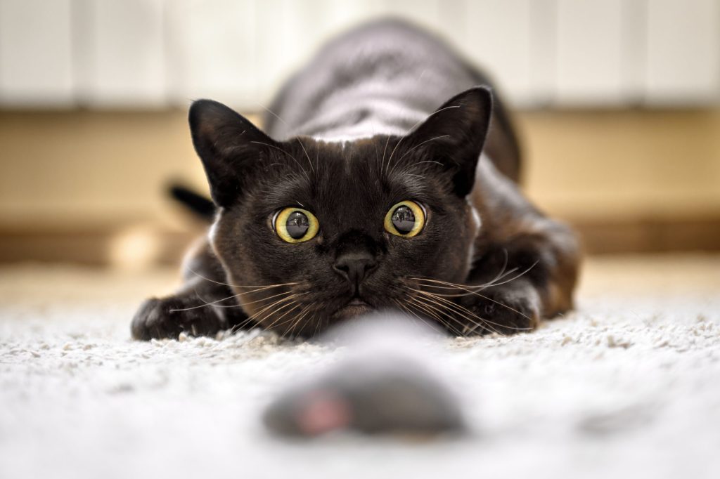 jucarii pentru pisici shutterstock