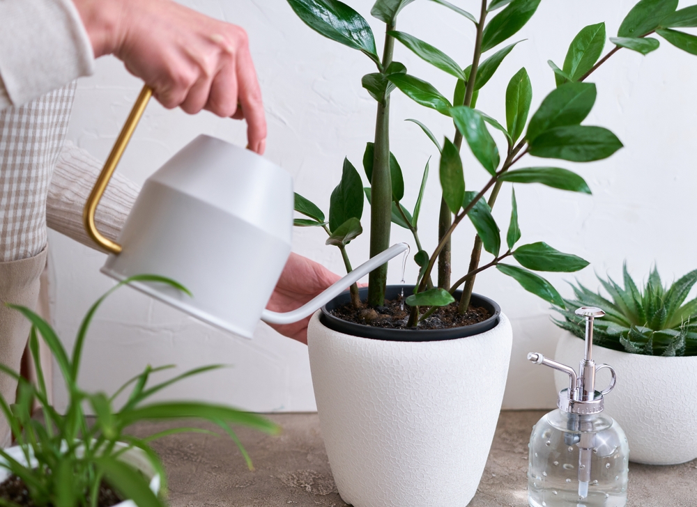 Zamioculcas udare