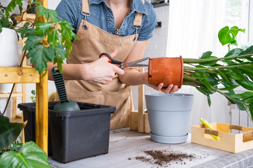 zamioculcas transplantare
