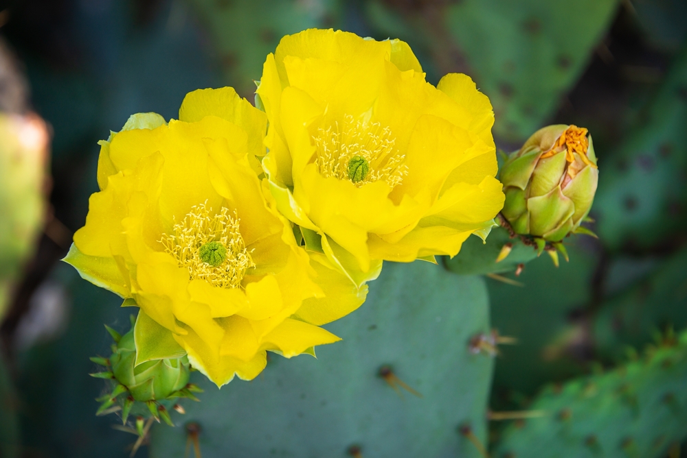 Specii de cactuși care înfloresc opuntia