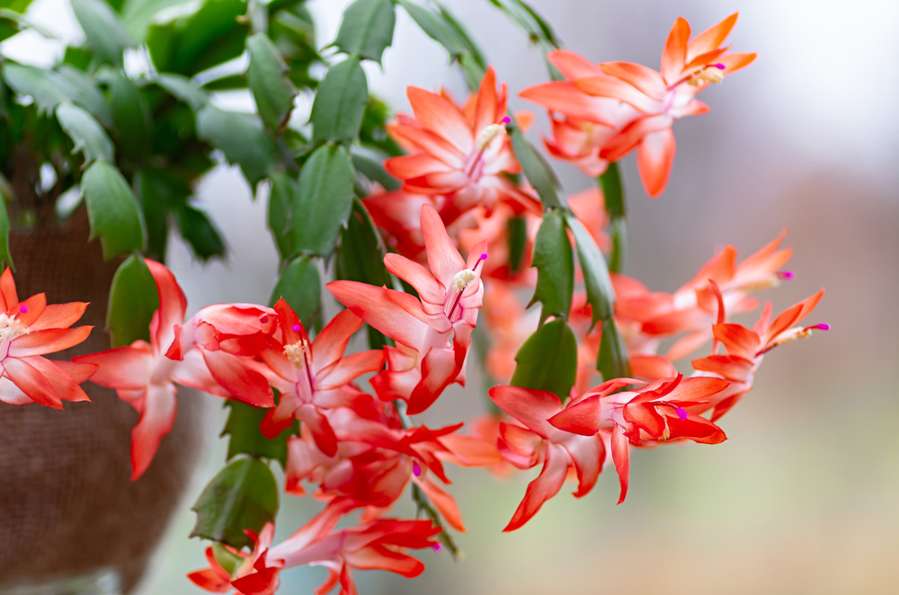 Specii de cactuși care înfloresc schlumbergera