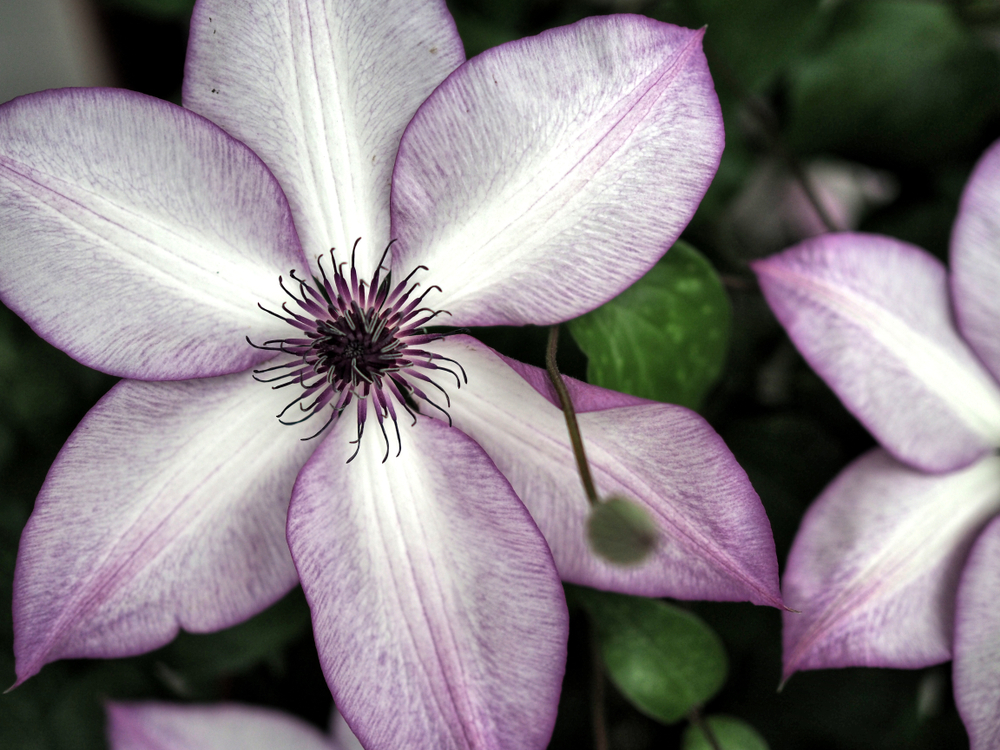 Tipuri de clematită