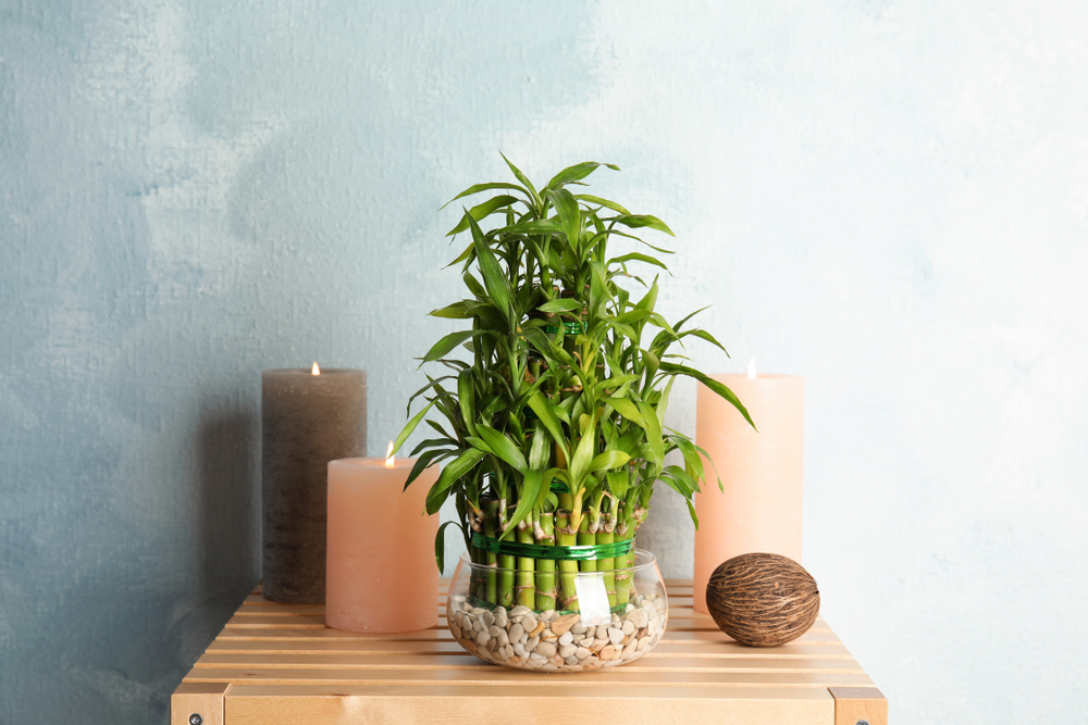 bambus norocos plante care aduc noroc in casa shutterstock