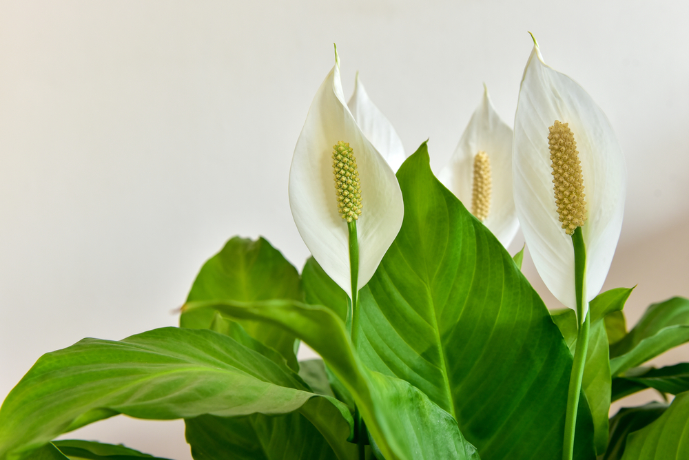 crinul pacii plante care aduc noroc in casa shutterstock
