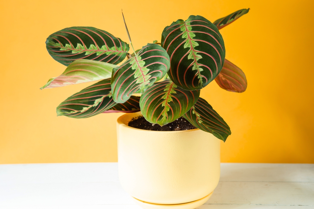planta care se roaga plante care aduc noroc in casa shutterstock