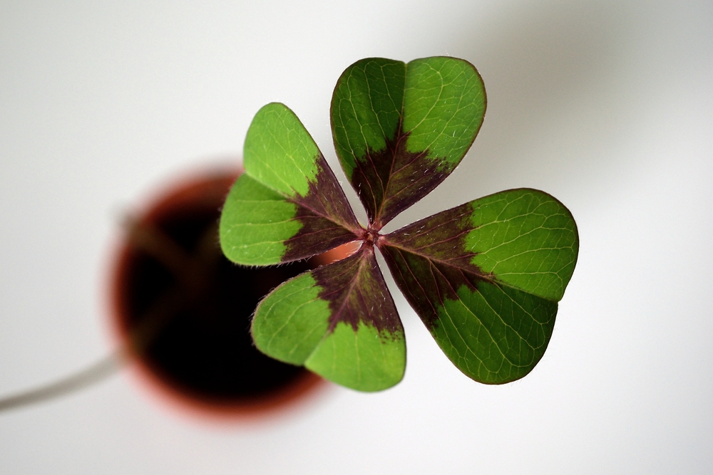 trifoi plante care aduc noroc in casa shutterstock