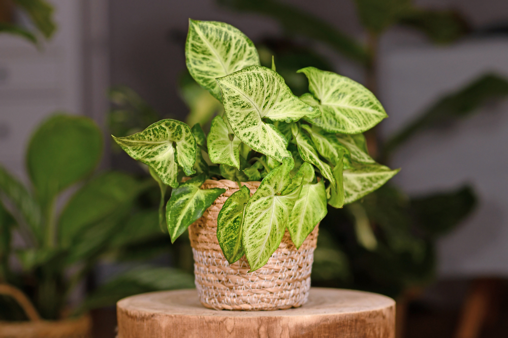 varf de sulita plante care aduc noroc in casa shutterstock