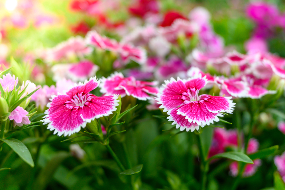 Flori de august dianthus