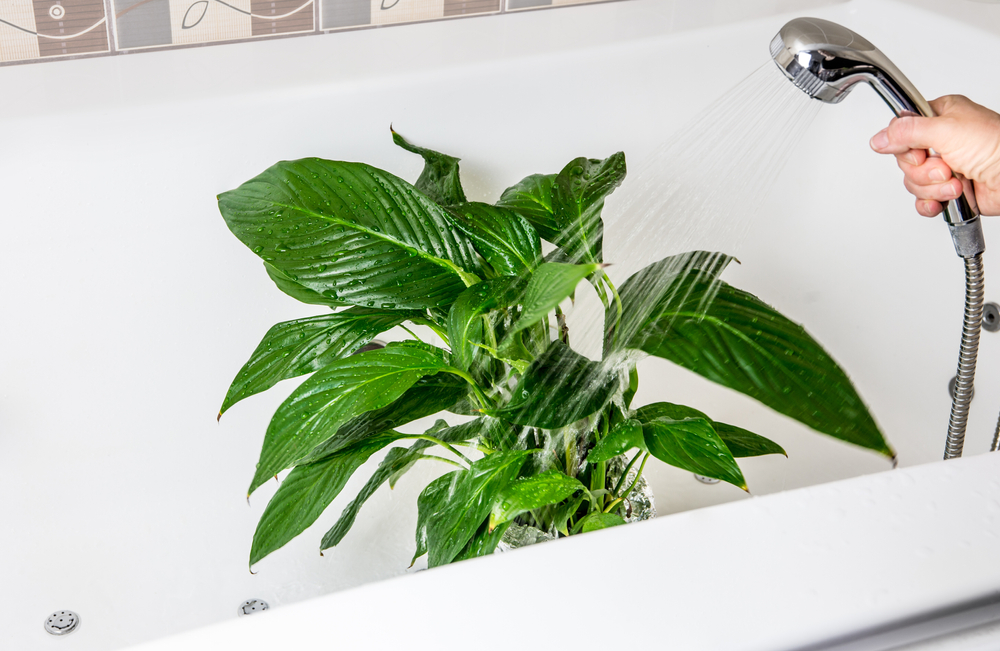 cum sa cureti frunzele plantelor shutterstock
