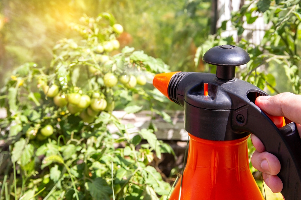 ingrasamant natural pentru rosii shutterstock