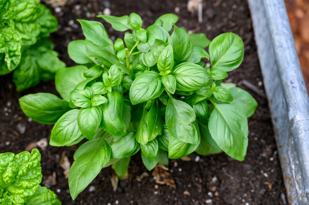 plante care alunga tantarii busuioc shutterstock