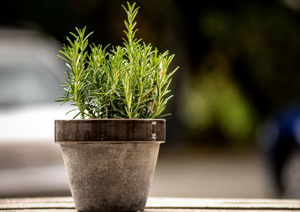 plante care alunga tantarii rozmarin shutterstock