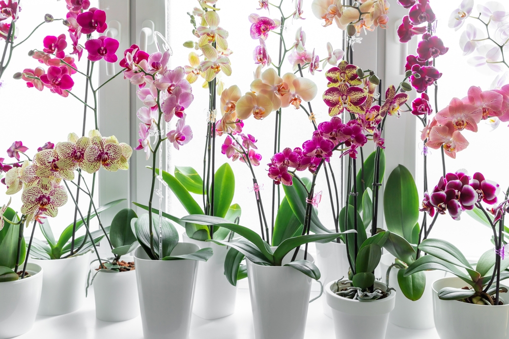 Plante care pot provoca alergii orhidee
