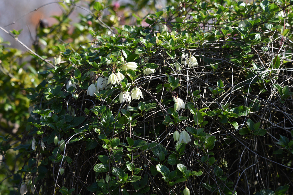 Plante cățărătoare rezistente iarna clematita vesnic verde