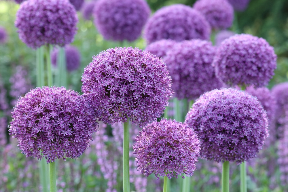 Tipuri de bulbi pe care să-i plantezi toamna allium