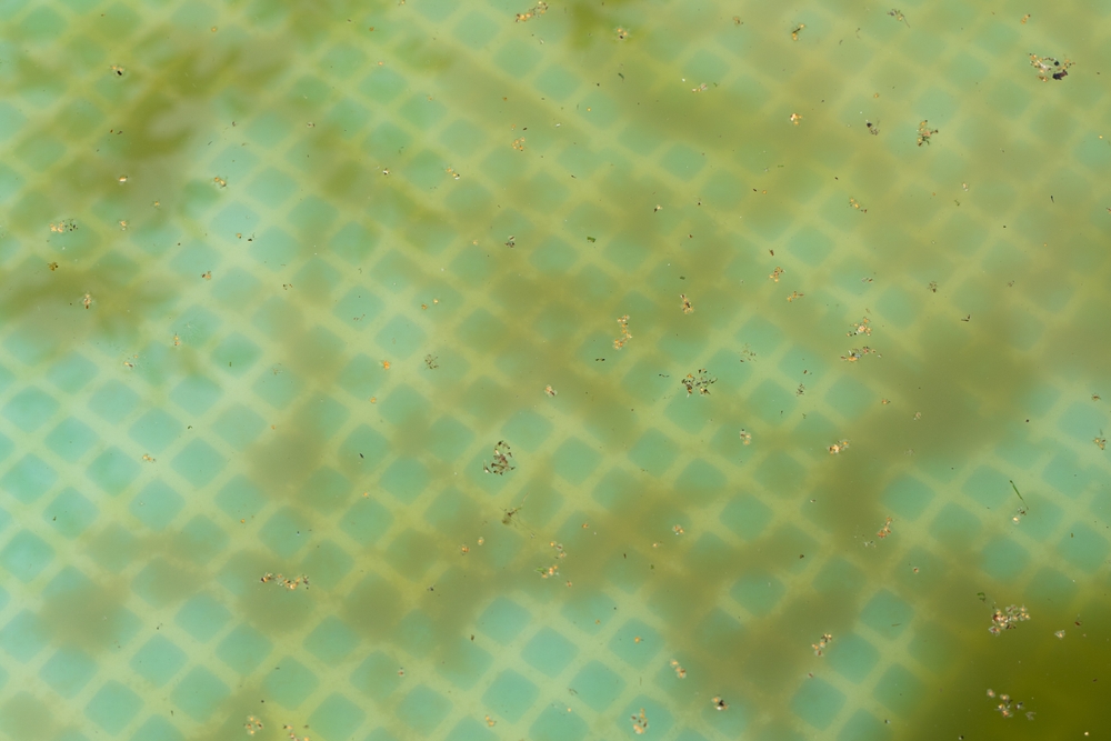 ce se pune in piscina sa nu inverzeasca shutterstock