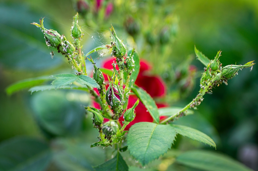 insecticid natural pentru trandafiri shutterstock
