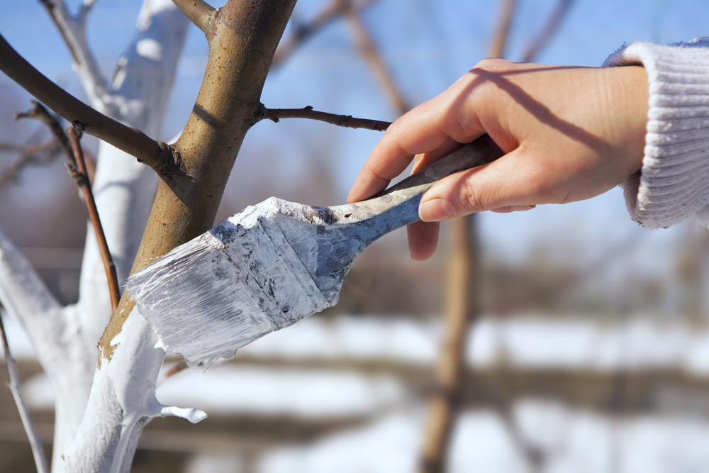 protejarea pomilor de inghet shutterstock 