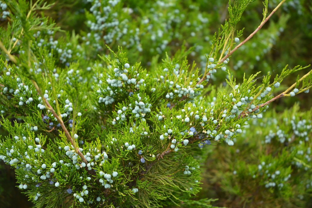 Arbori ornamentali veșnic verzi ienupăr de virginia