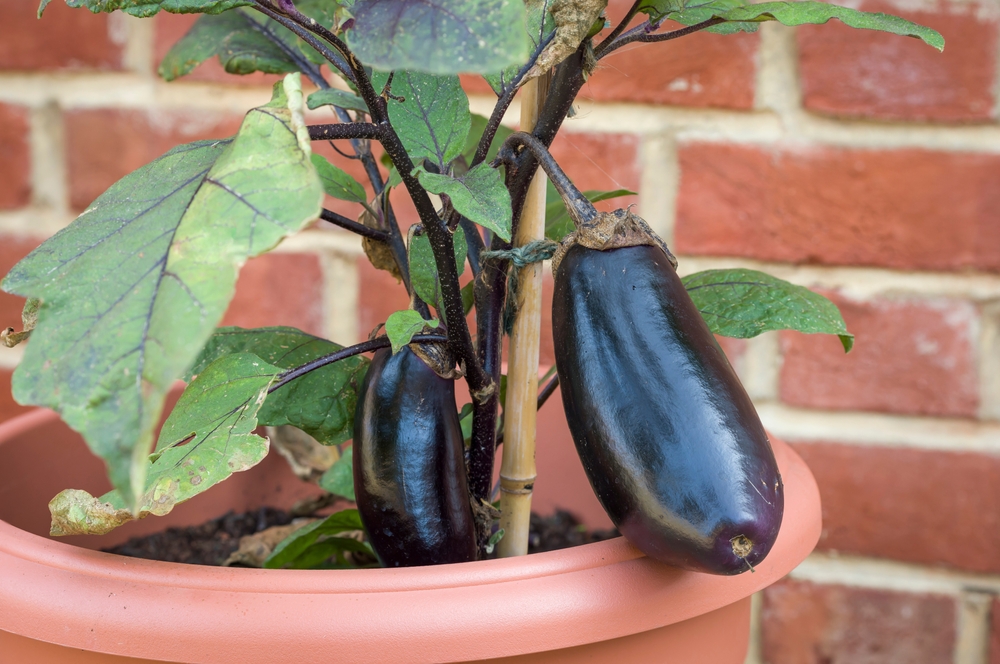legume crescute in ghiveci shutterstock