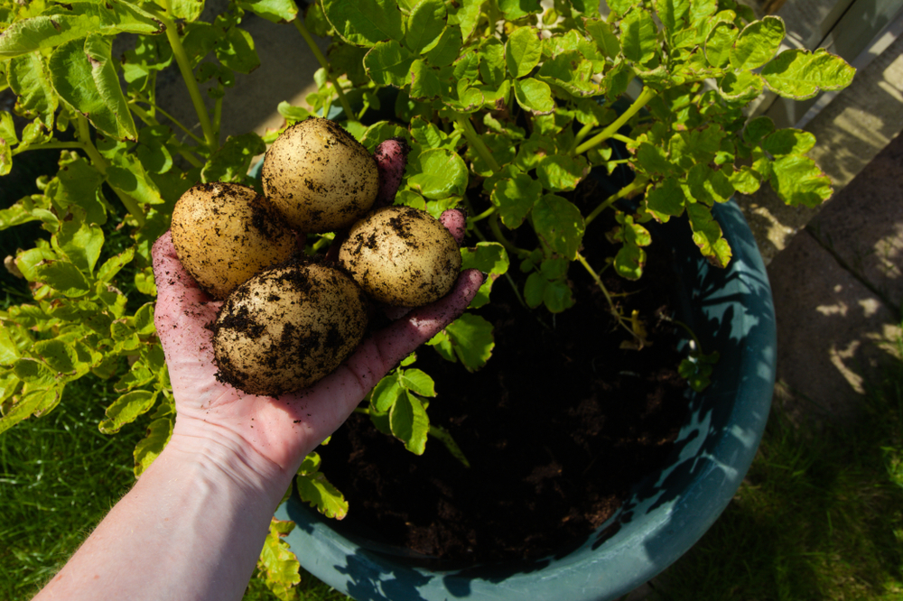 legume crescute in ghiveci shutterstock