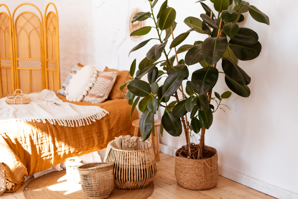 ficus elastica