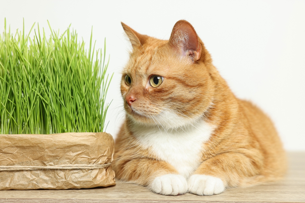iarba matei shutterstock