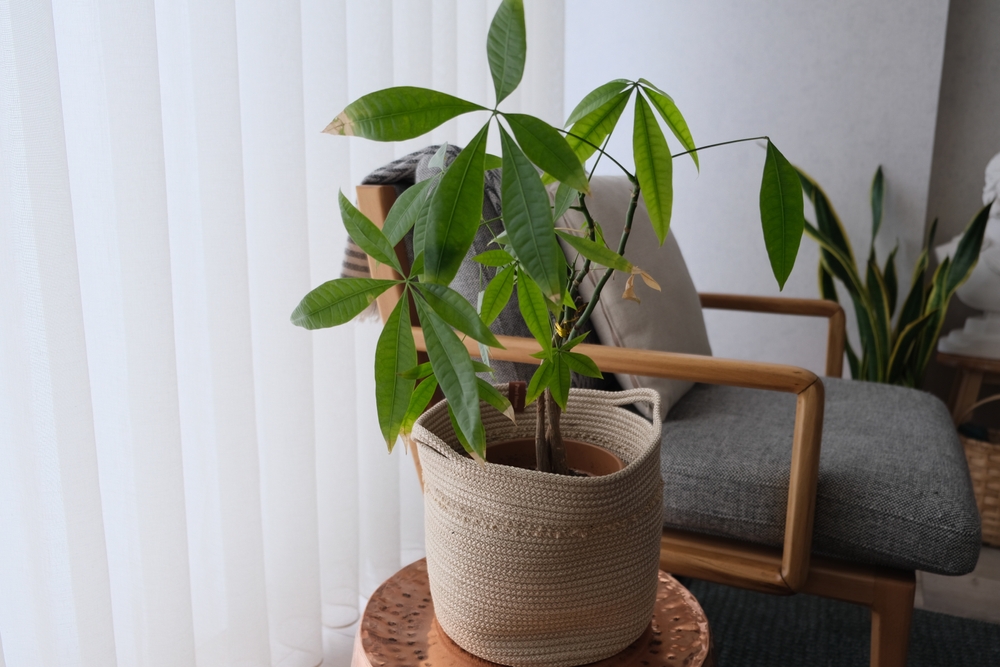 pachira aquatica planta banului