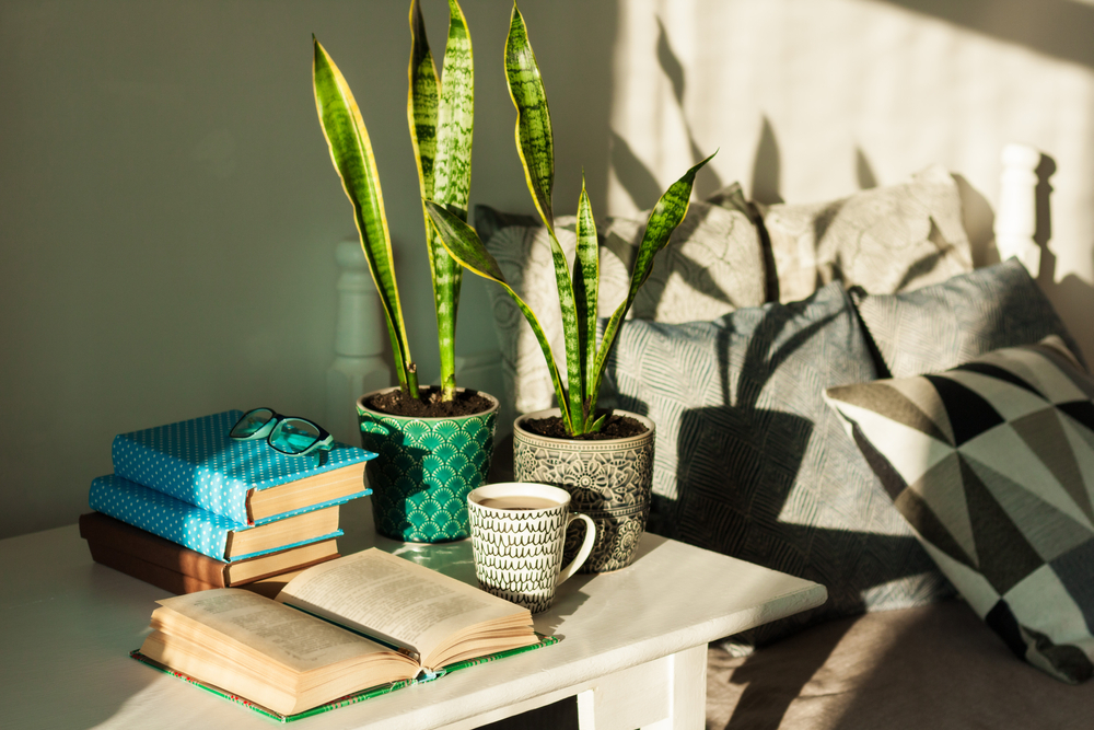 Sansevieria limba soacrei
